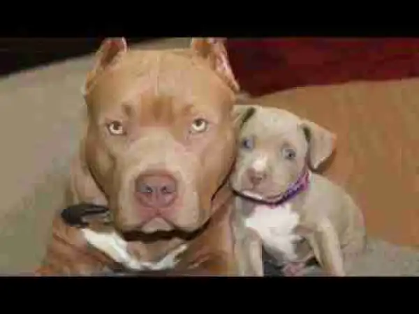 Video: The 10 Most Loving Dog Breeds